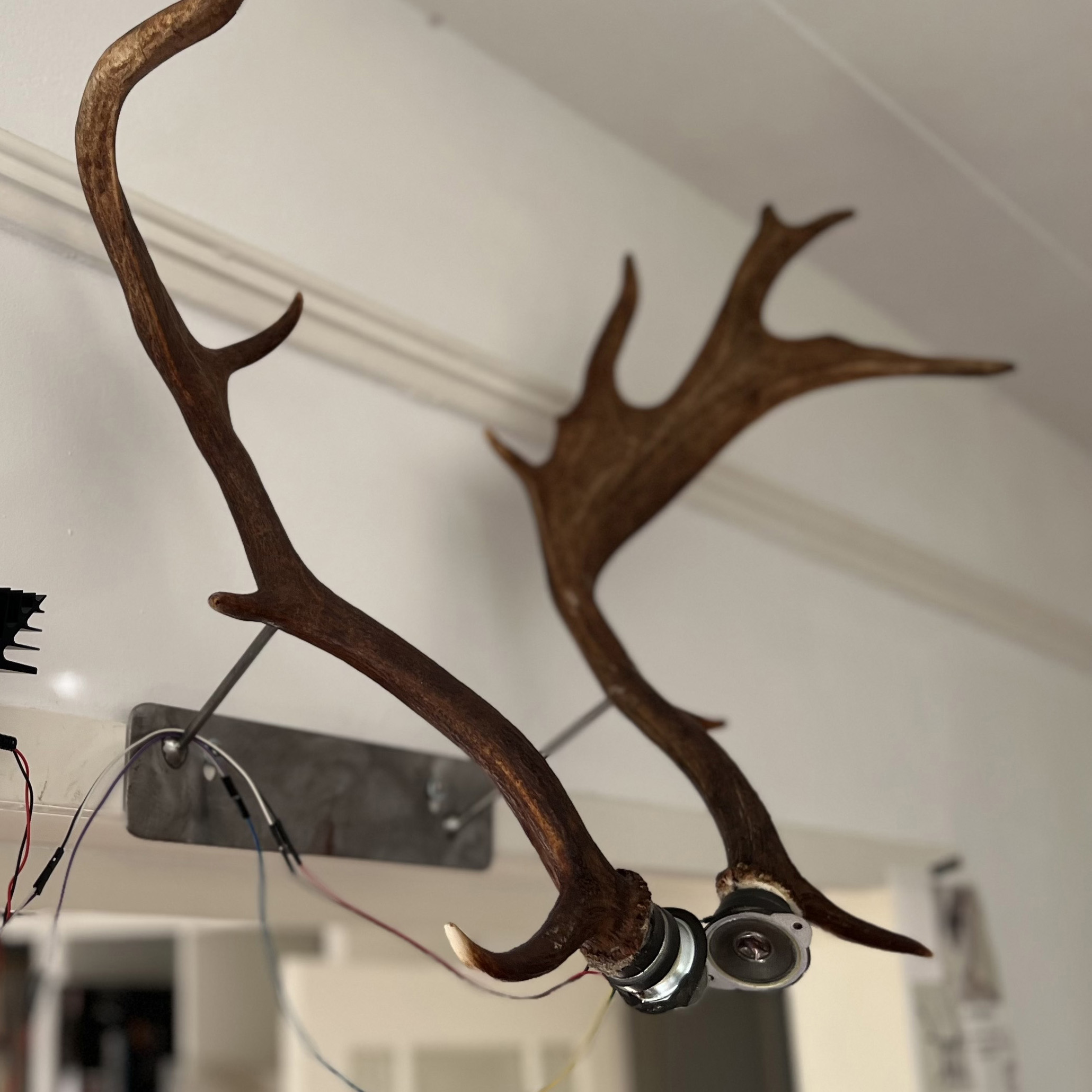 Antlertenna cover image